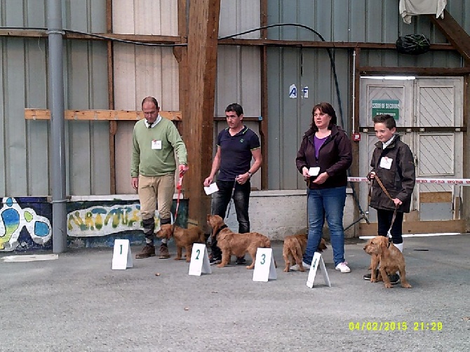 D'An Hent Ar Coat - 2eme classe travail expo canine st brieuc 2015