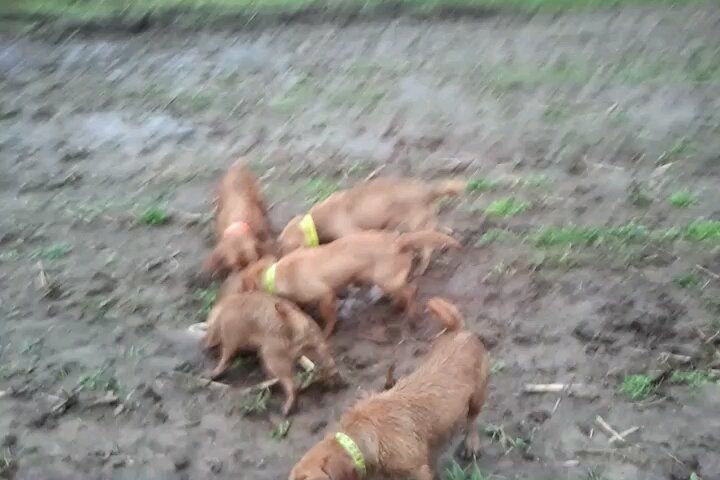 chasse renard
